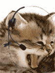 pic for karaoke cat